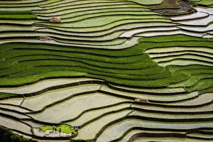 Vietnam. Rice paddies in the highlands of Sapa