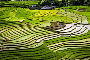 Vietnam. Rice paddies in the highlands of Sapa