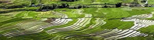 Vietnam. Rice paddies in the highlands of Sapa