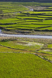 Vietnam Collection: Vietnam, Thuan Chau, rice fileds
