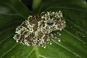 Vietnam Prints: Vietnamese mossy frog