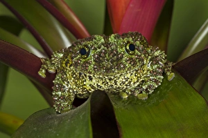 Images Dated 7th November 2010: Vietnamese Mossy Frog, Theloderma corticale