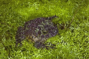 Images Dated 7th November 2010: Vietnamese Mossy Frog, Theloderma corticale