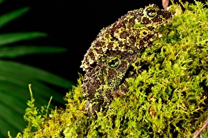 Vietnamese Mossy Frog, Theloderma corticale, Native to Vietnam