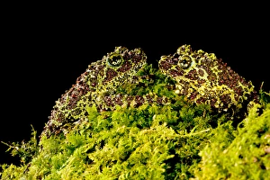 Images Dated 11th July 2011: Vietnamese Mossy Frog, Theloderma corticale, Native to Vietnam