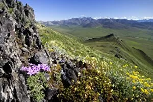 Images Dated 28th June 2006: View of Arctic Phlox wildflowers and the eastern overlook through Caribou Pass towards Canada