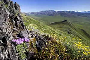 Kongakut River Prints: View of Arctic Phlox wildflowers and the eastern overlook through Caribou Pass towards Canada
