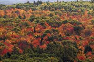 Height Prints: View from Bradbury Mountain, Bradbury Mountain State Park, Freeport, Maine