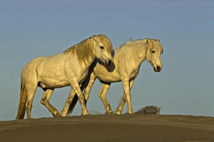 Images Dated 22nd April 2012: Side view of Camargue horses, southern France
