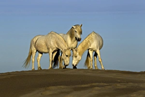 Grace Prints: Side view of Camargue horses, southern France