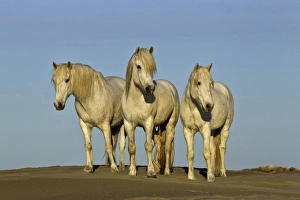 Front view of Camargue horses, southern France