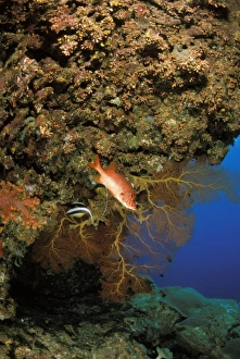 Sea Creature Prints: View of a fish near coral