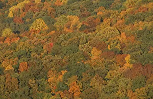 Images Dated 21st May 2004: View from the Henderson property. The fall colors of the oak-hickory forest in Connecticut s