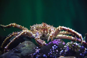 Sealife Prints: Front view of a king crab underwater