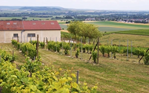 Images Dated 15th June 2005: A view over the mother vines or even grand mother vines that are the source for new plants