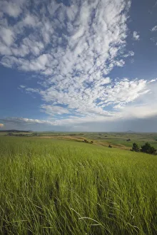 Images Dated 3rd February 2022: View of the Palouse from grassy hillside near Farmington, Washington State