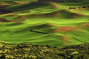 Images Dated 12th June 2012: View of Palouse from Steptoe Butte of Cultivation Patterns, Whitman County; Washington