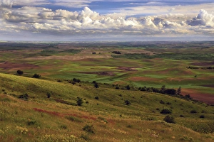 Images Dated 12th June 2012: View of Palouse from Steptoe Butte of Cultivation Patterns; Whitman County; Washington