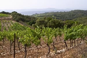 View over the plain from the top of the vineyard hill. Domaine du Mas de Daumas Gassac