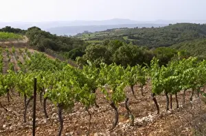 Bucolic Prints: View over the plain from the top of the vineyard hill. Domaine du Mas de Daumas Gassac