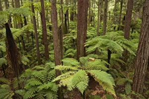 Australia Prints: View over redwoods and ferns from Redwoods Treewalk at The Redwoods (Whakarewarewa Forest)
