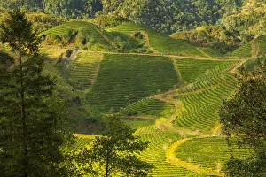 Vietnam Prints: View of the rice fields and harvest, Sapa, Vietnam