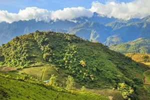 Prints of View of the rice fields and harvest, Sapa, Vietnam Images Dated 2017 December: View of the rice fields and harvest, Sapa, Vietnam
