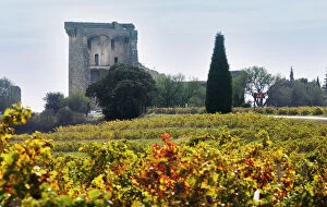 A view of the ruined chateau, the Popes summer palace over the vineyards. Chateauneuf-du-Pape
