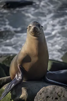 Sea Lion Prints: Full view of a sea lion perched on a rock