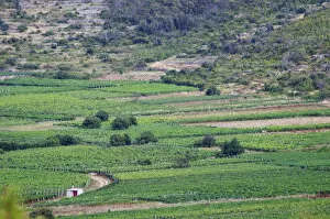 View over Smokvica vineyards on Korcula from the Toreta Winery Toreta Vinarija Winery