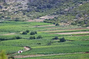 Dalmatia Prints: View over Smokvica vineyards on Korcula from the Toreta Winery Toreta Vinarija Winery