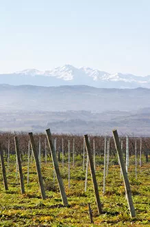 View over the snow capped Pyrenees mountains. Chateau Rives-Blanques. Limoux. Languedoc