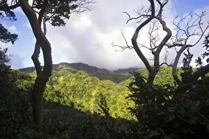 View of St Kitts rainforest, Caribbean