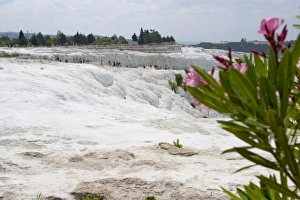 Images Dated 3rd June 2004: View of the travertine rocks with tourists and oleander, Pamukkale (ancient Hierapolis)