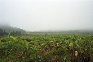 Herault Prints: A view over the vineyard and the La Clape mountain in fog