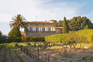 Rhone Prints: View over the vineyard in spring, vines in Cordon Royat training the main building