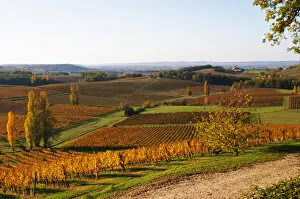 Images Dated 19th November 2005: A view over the vineyards in Bergerac at Chateau Belingard in evening sunshine in