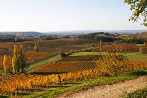Images Dated 19th November 2005: A view over the vineyards in Bergerac at Chateau Belingard in evening sunshine in
