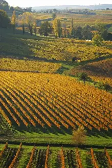 Images Dated 19th November 2005: A view over the vineyards in Bergerac at Chateau Belingard in evening sunshine in