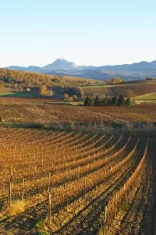 View over the vineyards at Conhilac de la Montagne. Peyrepertuse? Limoux. Languedoc