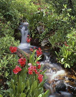 Colour Image Prints: View of waterfall in forest