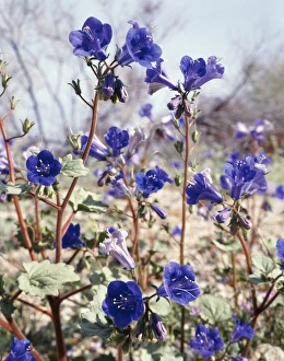 Colour Image Prints: View of wildflowers