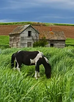 Images Dated 11th June 2008: Viewing horses in a field in the Palouse southwest of Colfax in Washington State