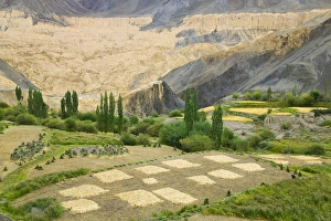 Barley Prints: Village and barley field in the Himalayas, Ladakh, India