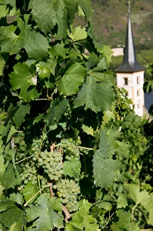 Images Dated 10th September 2004: Village church, vineyard, Mosel Valley, Rhineland Palatinate, Germany