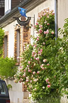 Signage Prints: A village hous with a giant rose bush and a wrought A wrouight iron painted sign