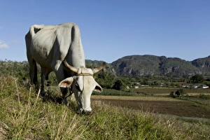 Images Dated 2nd December 2010: Vinales, Cuba. Ox grazing