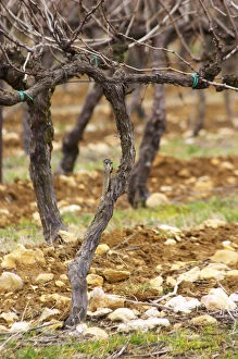 detail of a vine Cordon Royat training before final pruning with old twigs