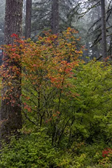 Willamette Valley Prints: Vine Maple in autumn hues at Silver Falls State Park near Sublimity, Oregon, USA