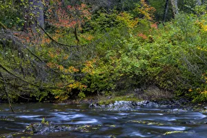 Willamette Valley Prints: Vine maple in autumn over the North Fork of Silver Creek at Silver Falls State Park near Sublimity